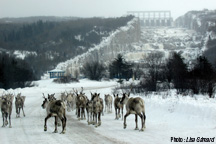 Caribous  la Baie-James